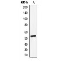LifeSab™ CD85i Rabbit pAb (50 µl)