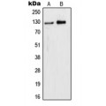 LifeSab™ WDHD1 Rabbit pAb (50 µl)