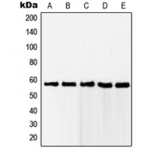 LifeSab™ RAB11FIP2 Rabbit pAb (50 µl)