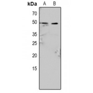 LifeSab™ Caspase 9 (pY153) Rabbit pAb (50 µl)