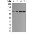 LifeSab™ p53 Rabbit pAb (50 µl)
