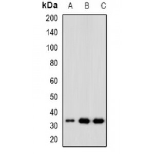 LifeSab™ CD168 Rabbit pAb (50 µl)