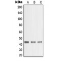 LifeSab™ MMP23 Rabbit pAb (50 µl)