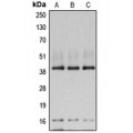 LifeSab™ POLR1C Rabbit pAb (50 µl)