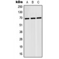 LifeSab™ N4BP2L2 Rabbit pAb (50 µl)