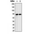 LifeSab™ MASP2 Rabbit pAb (50 µl)