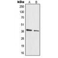 LifeSab™ MRPL3 Rabbit pAb (50 µl)