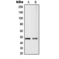 LifeSab™ RASSF8 Rabbit pAb (50 µl)