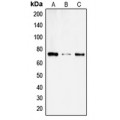 LifeSab™ SLC6A14 Rabbit pAb (50 µl)