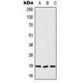 LifeSab™ DUX5 Rabbit pAb (50 µl)