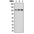 LifeSab™ ETAA1 Rabbit pAb (50 µl)