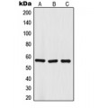 LifeSab™ TRIM68 Rabbit pAb (50 µl)