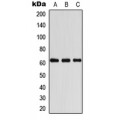 LifeSab™ COASY Rabbit pAb (50 µl)