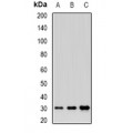 LifeSab™ BTNL2 Rabbit pAb (50 µl)
