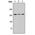 LifeSab™ MTMR5 Rabbit pAb (50 µl)