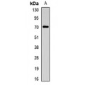 LifeSab™ CHRNA4 Rabbit pAb (50 µl)