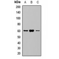 LifeSab™ SGLT1 Rabbit pAb (50 µl)