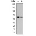 LifeSab™ MRPP3 Rabbit pAb (50 µl)