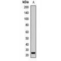 LifeSab™ RGS16 Rabbit pAb (50 µl)