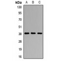 LifeSab™ DMC1 Rabbit pAb (50 µl)