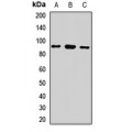 LifeSab™ LARP4 Rabbit pAb (50 µl)