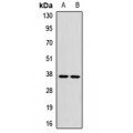 LifeSab™ CD42a Rabbit pAb (50 µl)
