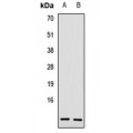 LifeSab™ PI3 Rabbit pAb (50 µl)