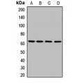 LifeSab™ Granulin Rabbit pAb (50 µl)