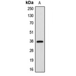 LifeSab™ APAF-1 Rabbit pAb (50 µl)