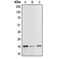 LifeSab™ Caspase 1 p20 Rabbit pAb (50 µl)