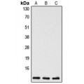 LifeSab™ Caspase 5 p10 Rabbit pAb (50 µl)