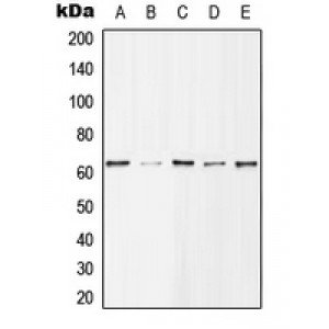 LifeSab™ Histone Deacetylase 1 (pS421) Rabbit pAb (50 µl)