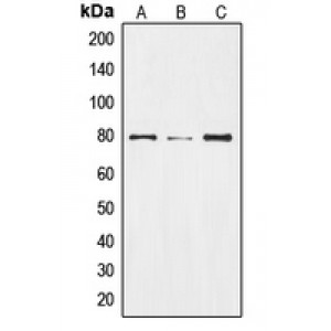 LifeSab™ NOTCH2 Rabbit pAb (50 µl)