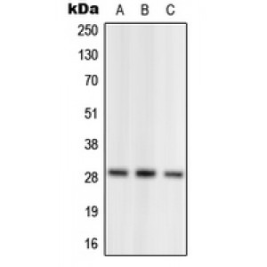 LifeSab™ NRL Rabbit pAb (50 µl)