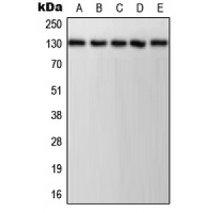 LifeSab™ CD31 (pY713) Rabbit pAb (50 µl)