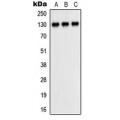 LifeSab™ CD31 Rabbit pAb (50 µl)