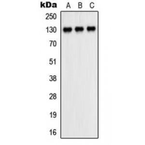 LifeSab™ CD31 Rabbit pAb (50 µl)