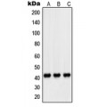 LifeSab™ PEX14 Rabbit pAb (50 µl)