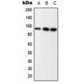 LifeSab™ Progesterone Receptor (pS294) Rabbit pAb (50 µl)
