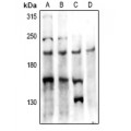 LifeSab™ PTP kappa Rabbit pAb (50 µl)