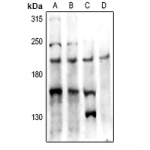 LifeSab™ PTP kappa Rabbit pAb (50 µl)