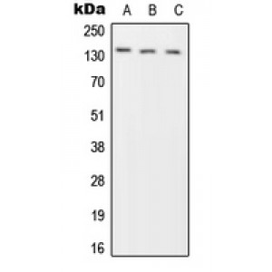 LifeSab™ Phogrin Rabbit pAb (50 µl)
