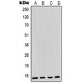 LifeSab™ Parvalbumin alpha Rabbit pAb (50 µl)
