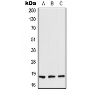 LifeSab™ TIG2 Rabbit pAb (50 µl)