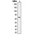 LifeSab™ NF-kappaB p65 Rabbit pAb (50 µl)