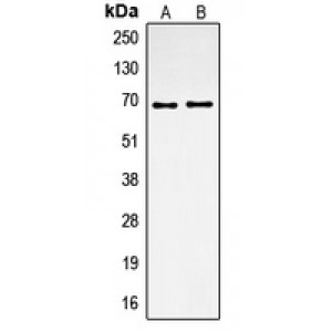 LifeSab™ Osteopontin Rabbit pAb (50 µl)