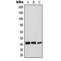 LifeSab™ Thrombopoietin Rabbit pAb (50 µl)