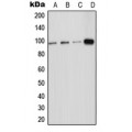 LifeSab™ ICAM-5 Rabbit pAb (50 µl)