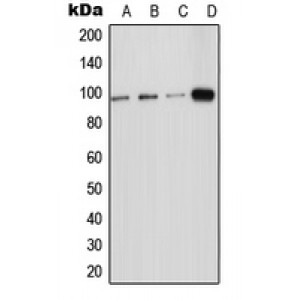 LifeSab™ ICAM-5 Rabbit pAb (50 µl)