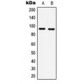 LifeSab™ GRP94 Rabbit pAb (50 µl)